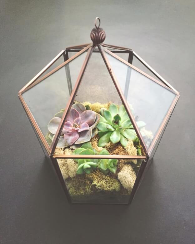 succulents in brass geometric terrarium