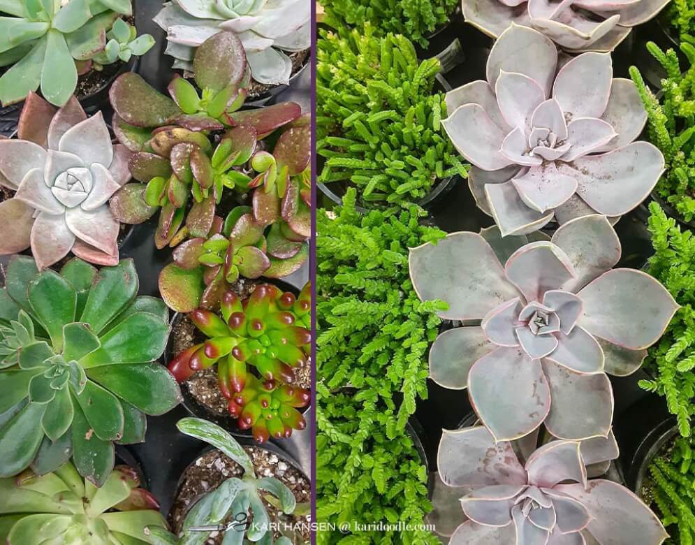 succulent plants