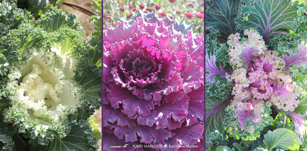 ornamental kale varieties